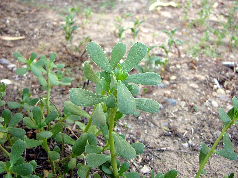 kövér porcsin (Portulaca oleracea) kifejlett növénye — kétszikű szántóföldi gyomnövény, amely őszi búzában és őszi árpában okoz kárt.