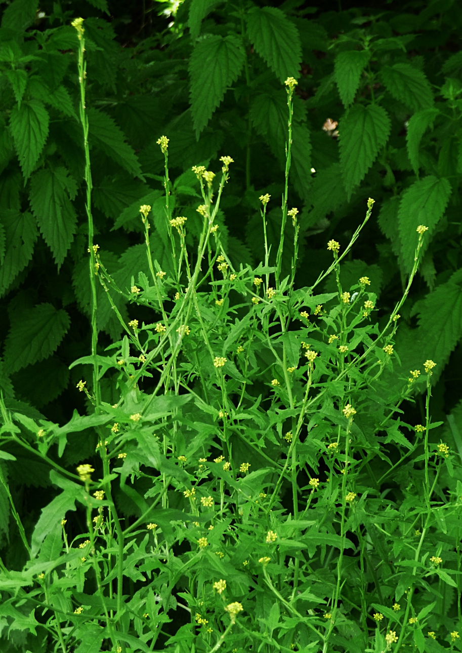 sebforrasztó zsombor (Sisymbrium officinale) kifejlett növénye — kétszikű szántóföldi gyomnövény, amely őszi búzában és őszi árpában okoz kárt.