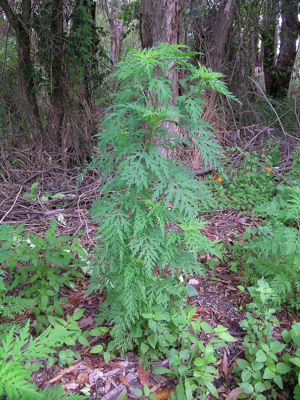 ürömlevelű parlagfű (Ambrosia artemisiifolia) kifejlett növénye — kétszikű szántóföldi gyomnövény, amely őszi búzában és őszi árpában okoz kárt.